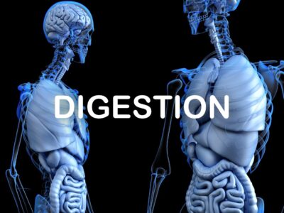 Digestion